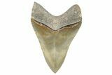 Serrated, Fossil Megalodon Tooth - North Carolina #272412-1